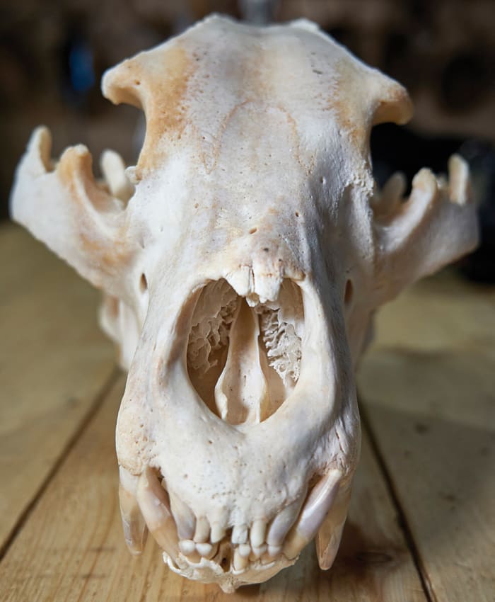 Dk_YT4sR4Mt9JGPb6NtnMm